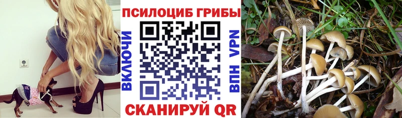 Галлюциногенные грибы Psilocybine cubensis  Белинский 